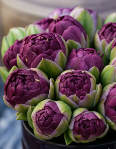 Tulbisibulad “Blue Wow”